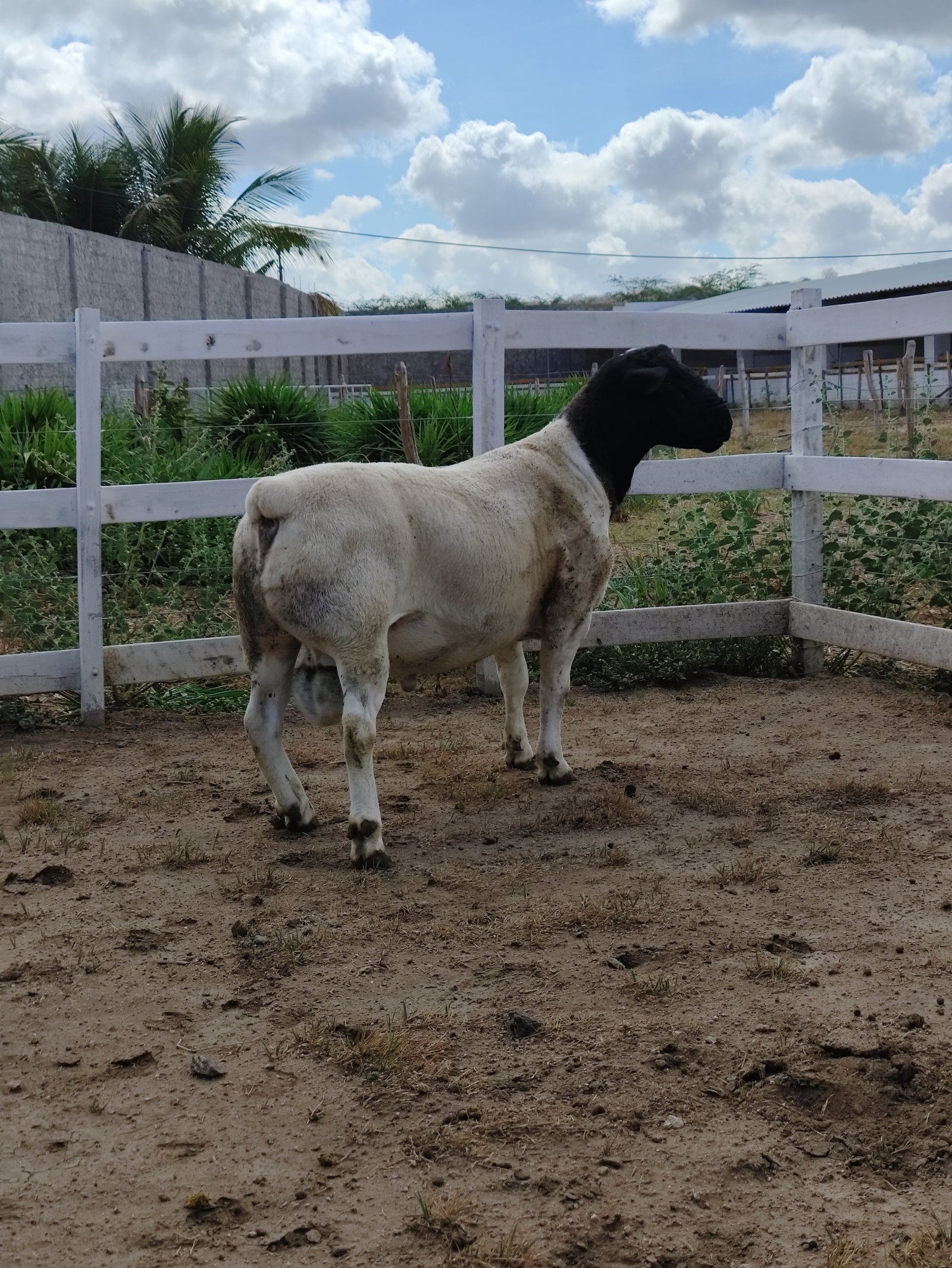 O filho do buriá Excel